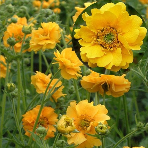 Geum chiloense 'Lady Stratheden' - Tšiili mõõl 'Lady Stratheden' P9/0,55L